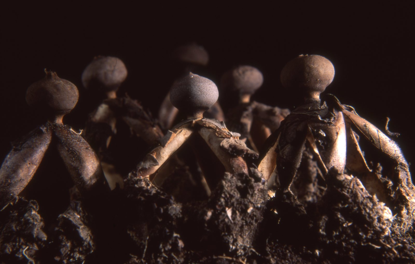 Geastrum fornicatum. Photo: Fungi Foundation
